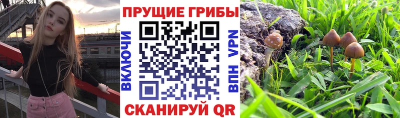 Галлюциногенные грибы GOLDEN TEACHER  Сунжа 